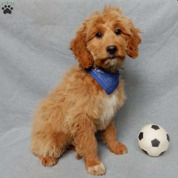 Ollie, Mini Goldendoodle Puppy